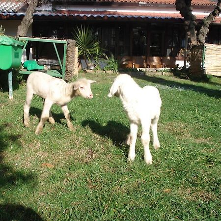Willa Agriturismo La Vecchia Dolceacqua Zewnętrze zdjęcie