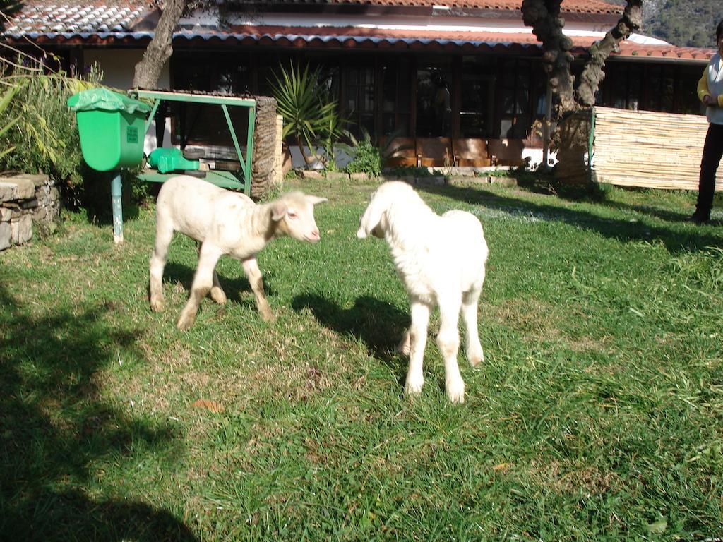 Willa Agriturismo La Vecchia Dolceacqua Zewnętrze zdjęcie